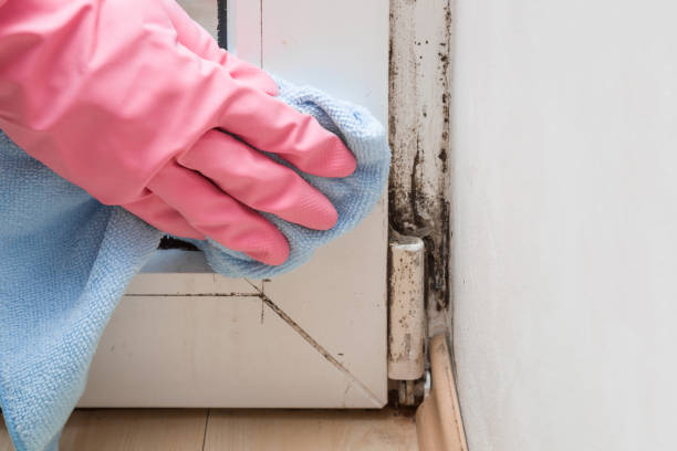 Best Same-Day Mold Removal  in Covington, OH